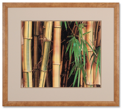 Variegated Bamboo