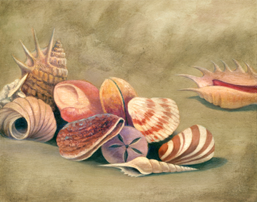 Seashells By The Shore
